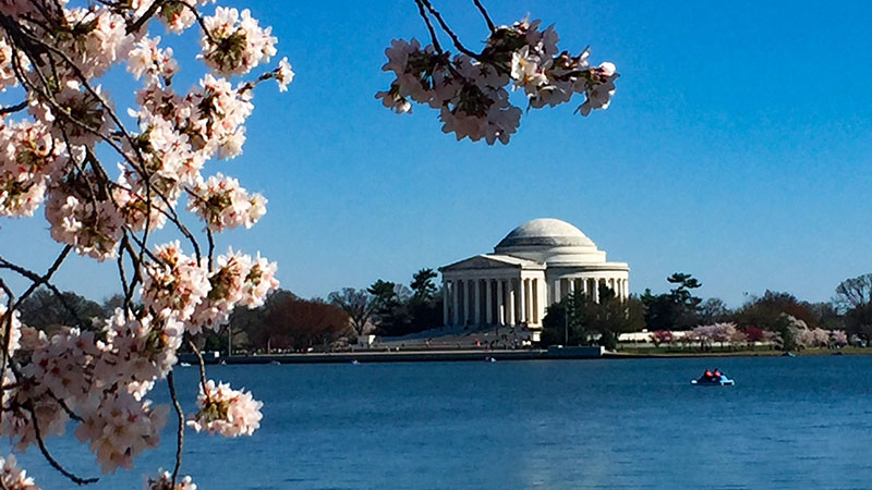 The Jefferson Memorial visible through cherry blossoms across the Tidal Basin.