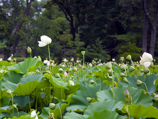 Photo of blooming Lotus plants in Kenilworth Aquatic Gardens in Washington, DC.